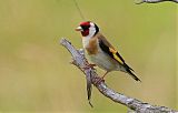 European Goldfinch